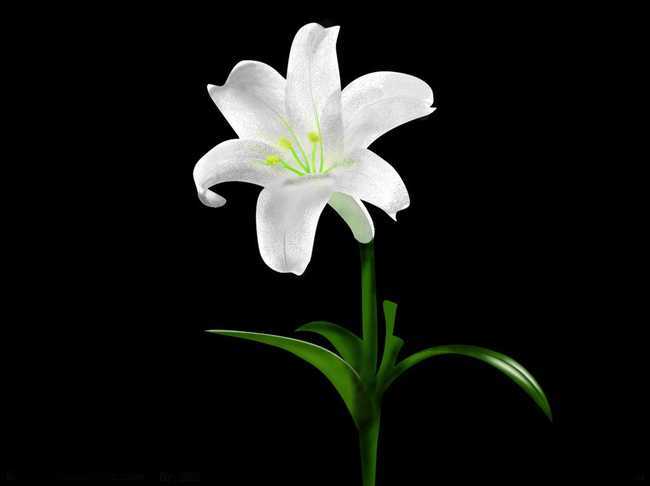 百合花怎么养 百合花风水